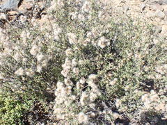 Eriocephalus punctulatus