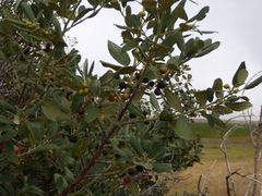 Frangula californica tomentella