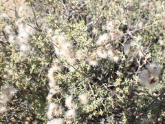 Eriocephalus punctulatus