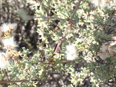 Eriocephalus punctulatus