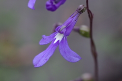 Lobelia dentata