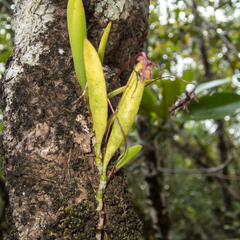 Bulbophyllum alcicorne