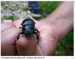 Lucanus tetraodon