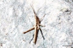 Acantherus piperatus