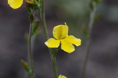 Goodenia paniculata