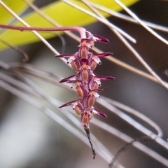 Bulbophyllum alcicorne