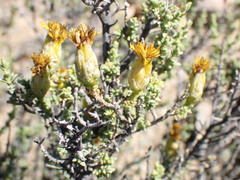 Pteronia glomerata