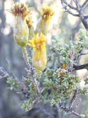 Pteronia glomerata
