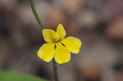 Goodenia paniculata