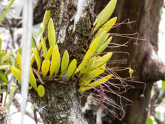 Bulbophyllum alcicorne