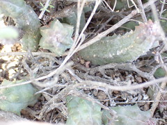 Pectinaria articulata