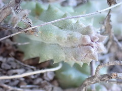 Pectinaria articulata