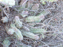 Pectinaria articulata