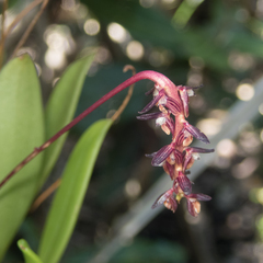 Bulbophyllum alcicorne