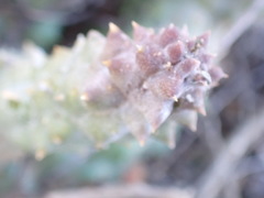 Pectinaria articulata