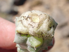 Pectinaria articulata