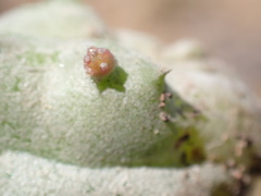 Pectinaria articulata