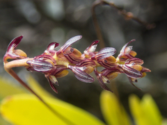 Bulbophyllum alcicorne