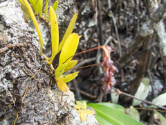 Bulbophyllum alcicorne