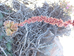 Crassula barbata