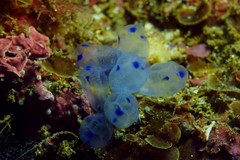 Clavelina australis