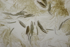 Geoglossum cookeanum