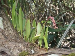 Bulbophyllum alcicorne