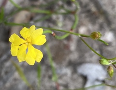 Goodenia brendannarum