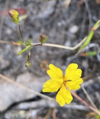 Goodenia brendannarum