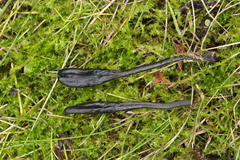 Geoglossum cookeanum