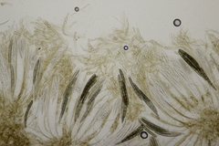 Geoglossum cookeanum