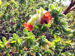 Hermannia salviifolia