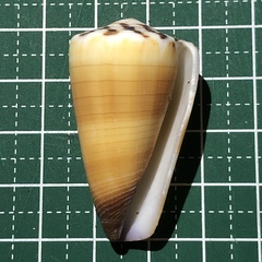 ヒラマキイモ