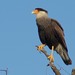 Southern Crested Caracara - Photo (c) Edwin Harvey, some rights reserved (CC BY-NC-SA)