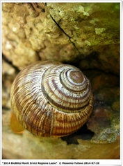 Helix ligata