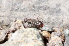 Cicindela sedecimpunctata