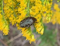 Euphoria sepulcralis