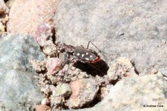 Cicindela sedecimpunctata