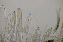 Geoglossum cookeanum