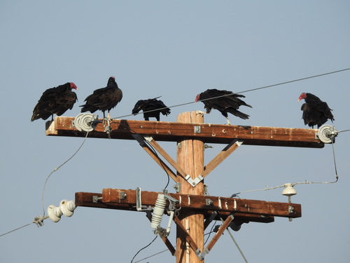 iNaturalist observation photo of Turkey Vulture