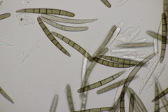 Geoglossum cookeanum