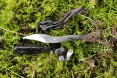Hypomyces papulasporae