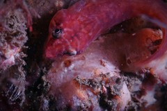 Aspasmogaster costata