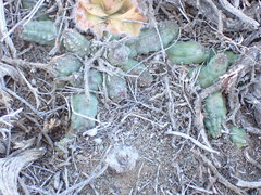 Pectinaria articulata