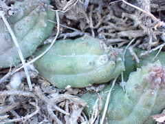 Pectinaria articulata