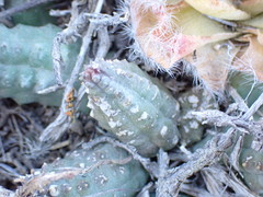 Pectinaria articulata