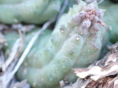 Pectinaria articulata