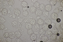 Hypomyces papulasporae