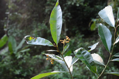 Ardisia thyrsiflora