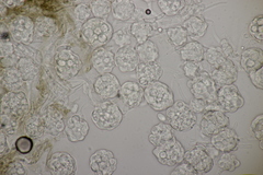 Hypomyces papulasporae